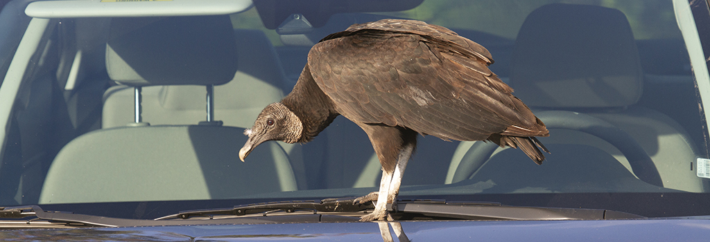 black vulture on car