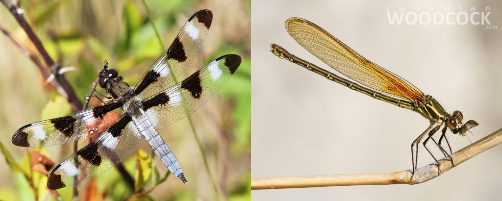 dragonfly and damselfly
