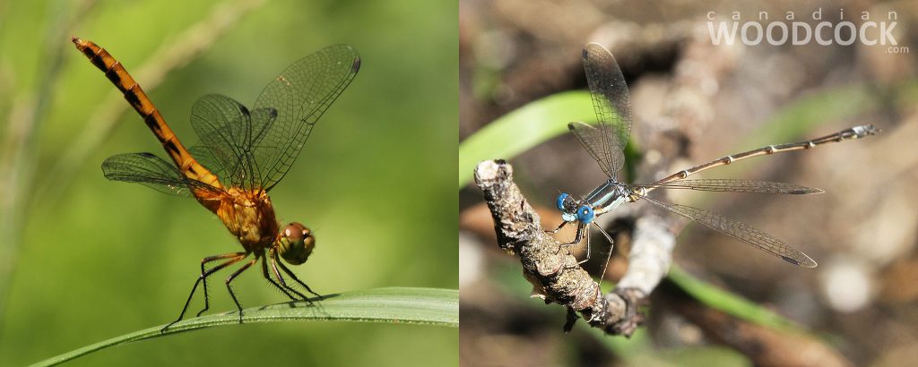 dragonfly and damselfly