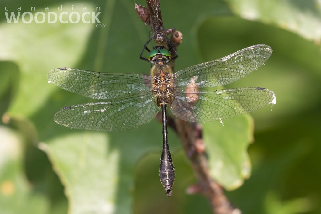 racket-tailed emerald