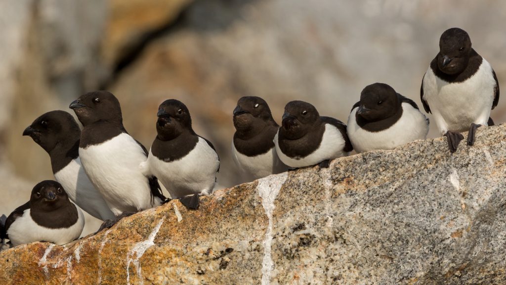 group of dovekie