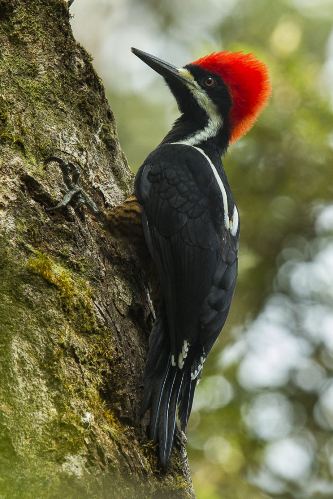 powerful woodpecker