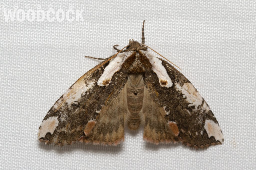 dogwood thyatirid moth