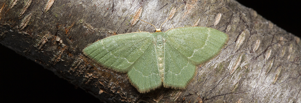 pistachio emerald moth