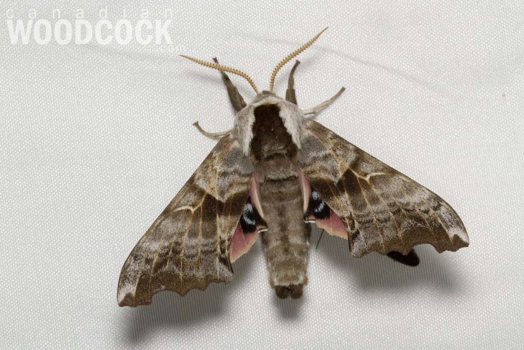 one-eyed sphinx moth