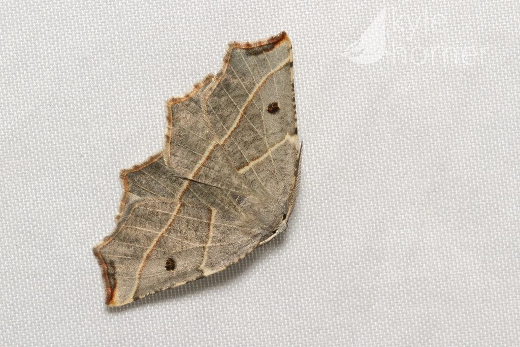 pale metanema moth