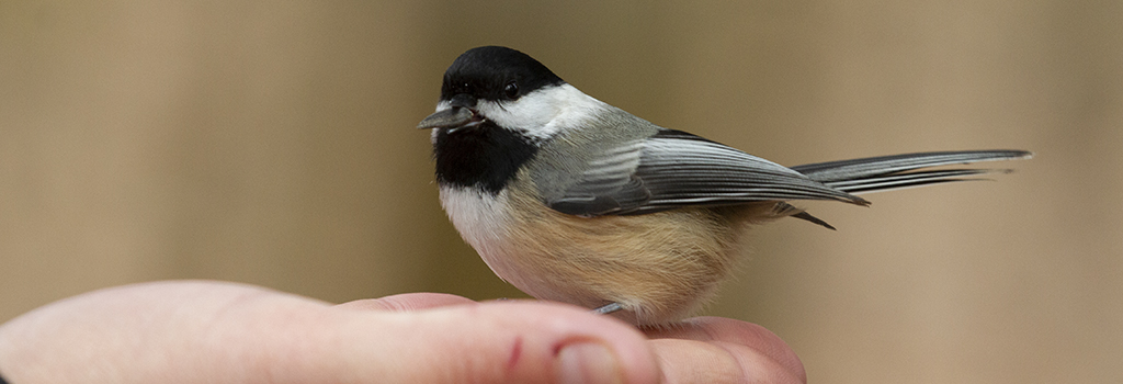 chickadee taking seed from a hand